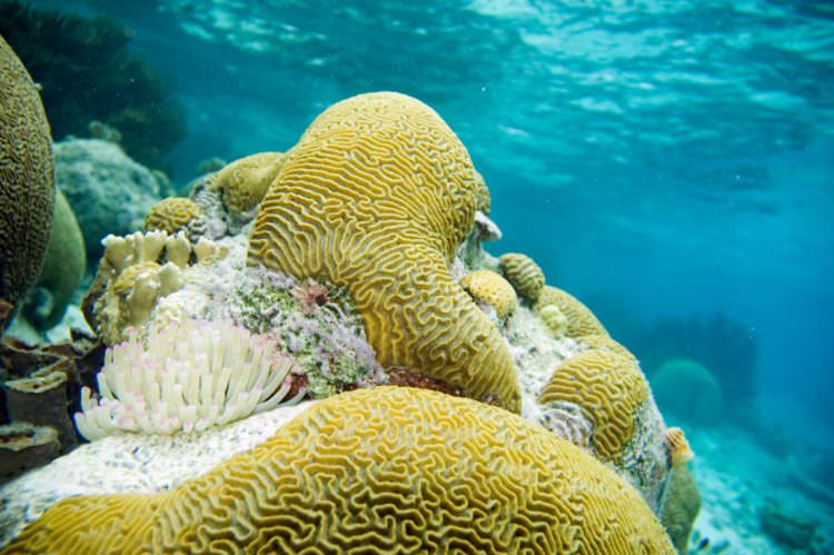 brain-coral-by-paul-asman